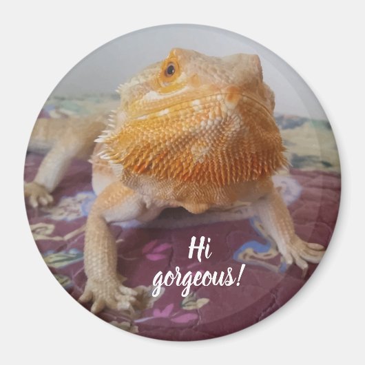 Cute Bearded Dragon Afbeelding Magneet (Voorkant)