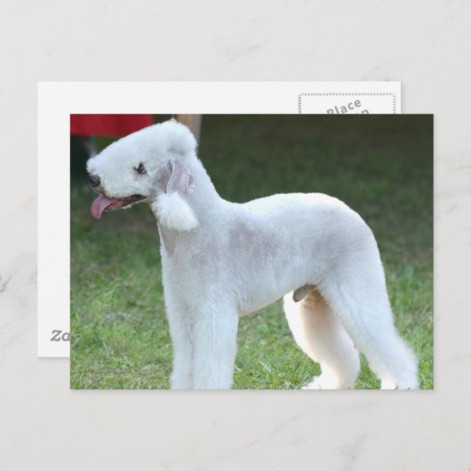 Cute Bedlington Terrier Briefkaart (Voorkant / Achterkant)