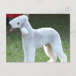Cute Bedlington Terrier Briefkaart