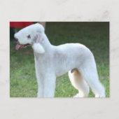 Cute Bedlington Terrier Briefkaart (Voorkant)