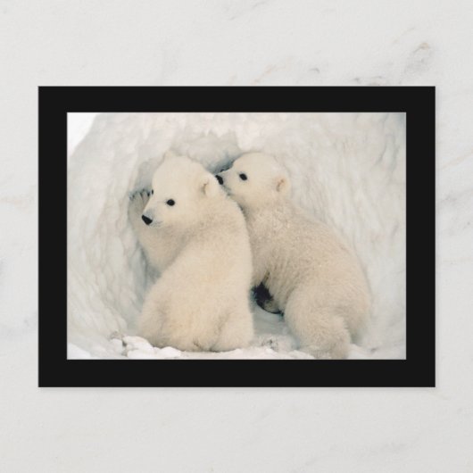 Cute Beer Cubs Briefkaart (Voorkant)