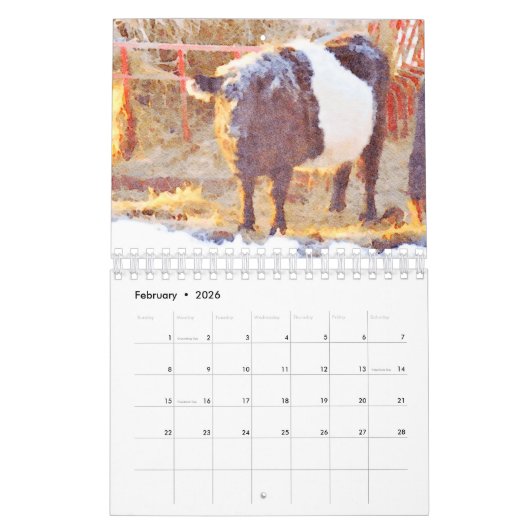 Cute Belted Galloway Beltie Striped Koe Calendar Kalender (Feb 2026)