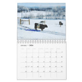 Cute Belted Galloway Beltie Striped Koe Calendar Kalender (Jan 2026)