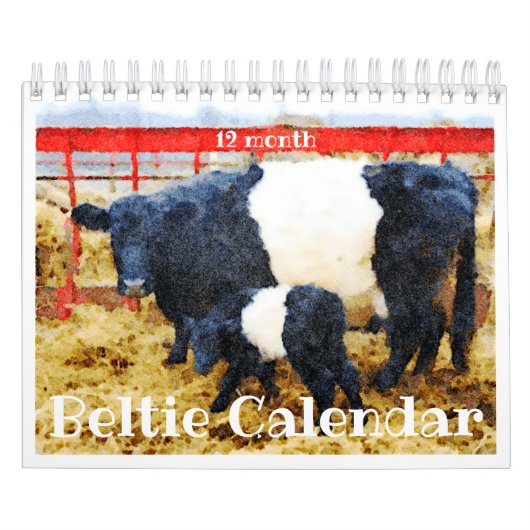 Cute Belted Galloway Beltie Striped Koe Calendar Kalender (Hoes)