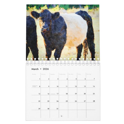 Cute Belted Galloway Beltie Striped Koe Calendar Kalender (Mar 2026)