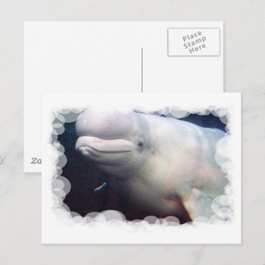 Cute Beluga Whale Briefkaart (Voorkant / Achterkant)