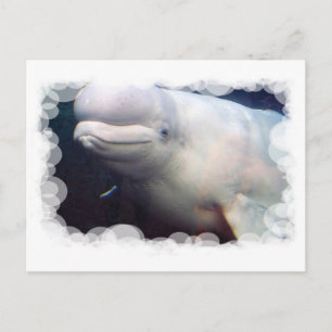 Cute Beluga Whale Briefkaart