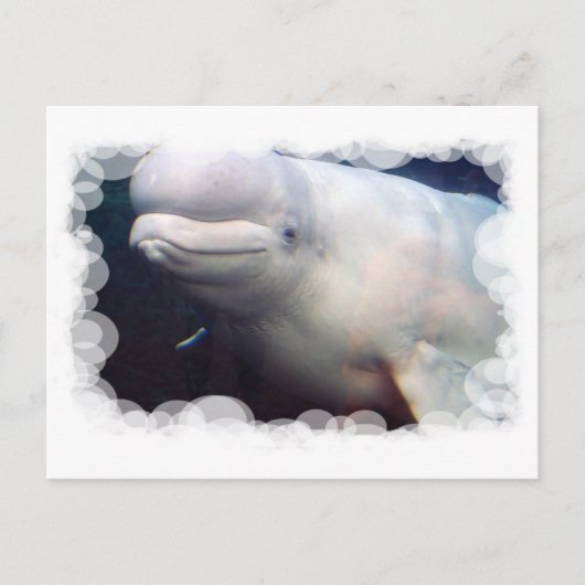 Cute Beluga Whale Briefkaart (Voorkant)