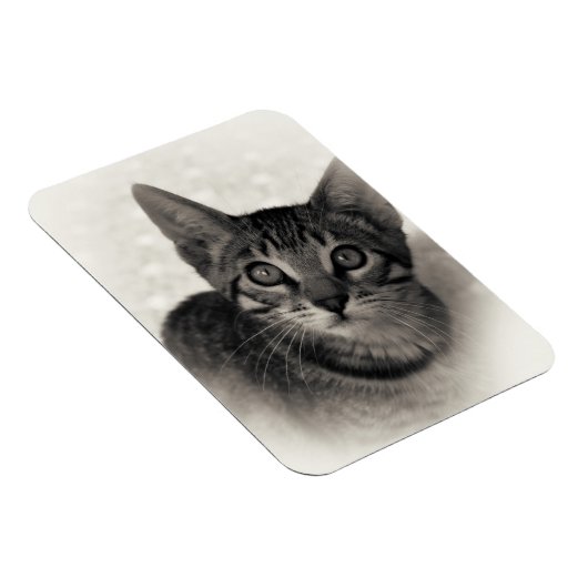 Cute Bengal Kitten Magneet (Rechterzijde)