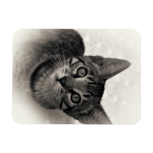 Cute Bengal Kitten Magneet (Horizontaal)