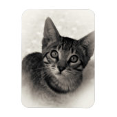 Cute Bengal Kitten Magneet (Verticaal)