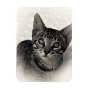 Cute Bengal Kitten Magneet