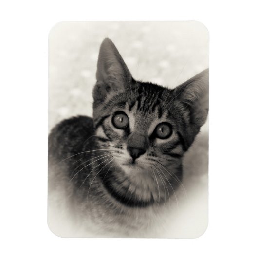 Cute Bengal Kitten Magneet (Verticaal)