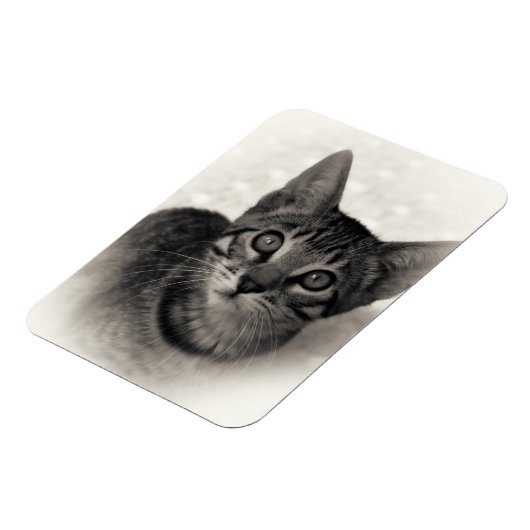 Cute Bengal Kitten Magneet (Linkerzijde)