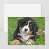 Cute Berner Sennenhond Puppy Briefkaart (Voorkant / Achterkant)
