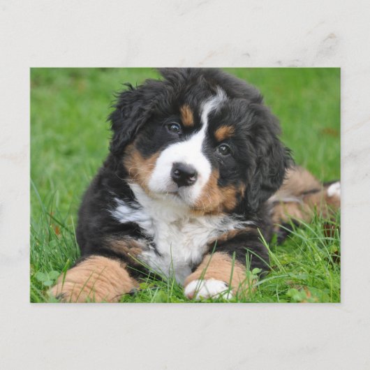 Cute Berner Sennenhond Puppy Briefkaart (Voorkant)