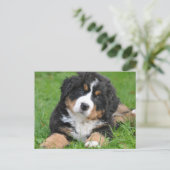 Cute Bernese Berghond Puppy Briefkaart (Staand voorkant)