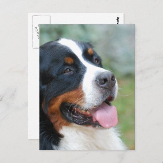 Cute Bernese Briefkaart (Voorkant / Achterkant)