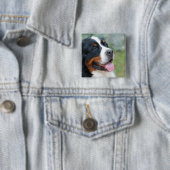 Cute Bernese Button (In situ)