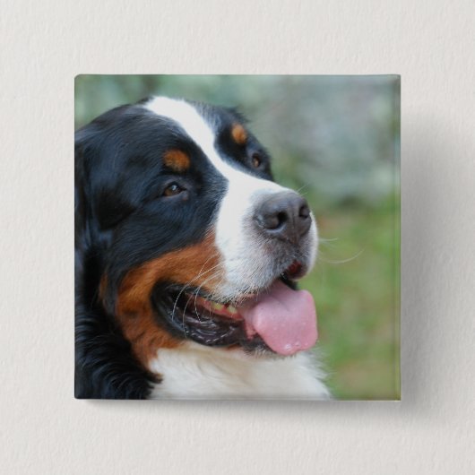 Cute Bernese Button (Voorkant)