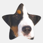 Cute Bernese moundog Ster Sticker (Voorkant)