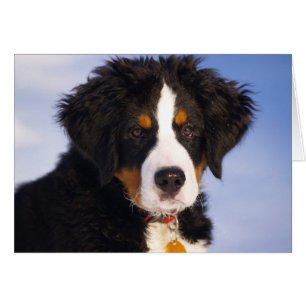 Cute Bernese Mountain Dog Puppy Afbeelding