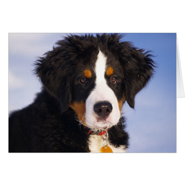 Cute Bernese Mountain Dog Puppy Afbeelding (Voorkant Horizontaal)
