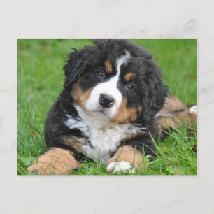 Cute Bernese Mountain Dog Puppy Briefkaart