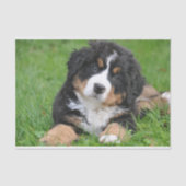 Cute Bernese Mountain Dog Puppy Tissuepapier (Voorkant)