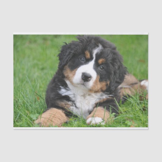 Cute Bernese Mountain Dog Puppy Tissuepapier (Voorkant)