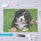 Cute Bernese Mountain Dog Puppy Tissuepapier (Craft)
