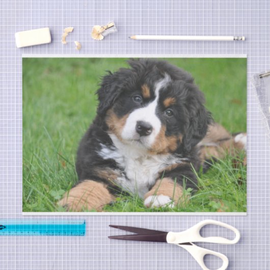 Cute Bernese Mountain Dog Puppy Tissuepapier (Craft)