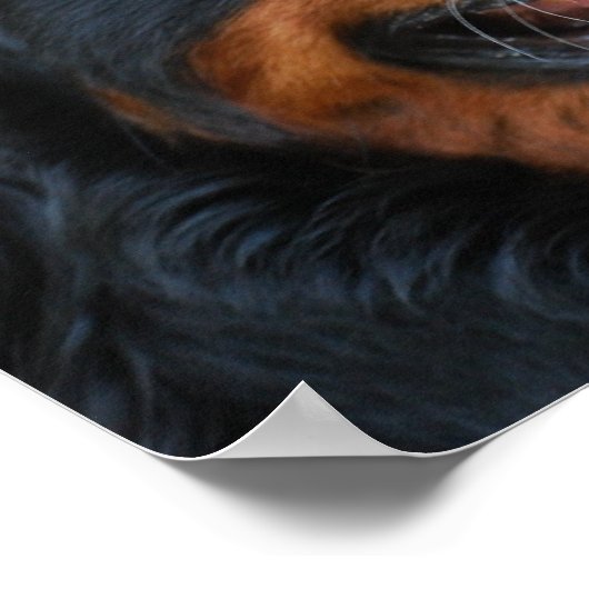 Cute Bernese Poster (Hoek)