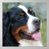 Cute Bernese Poster (Voorkant)