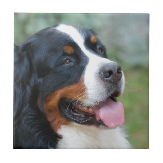Cute Bernese Tile Tegeltje (Voorkant)