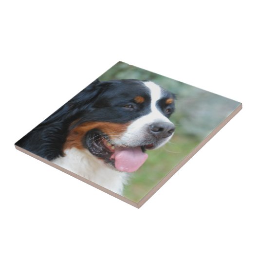 Cute Bernese Tile Tegeltje (Zijkant)