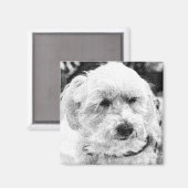 Cute Bichon Dog Face Sketch Favoriete Breedte Magneet (Voorkant / Achterkant)