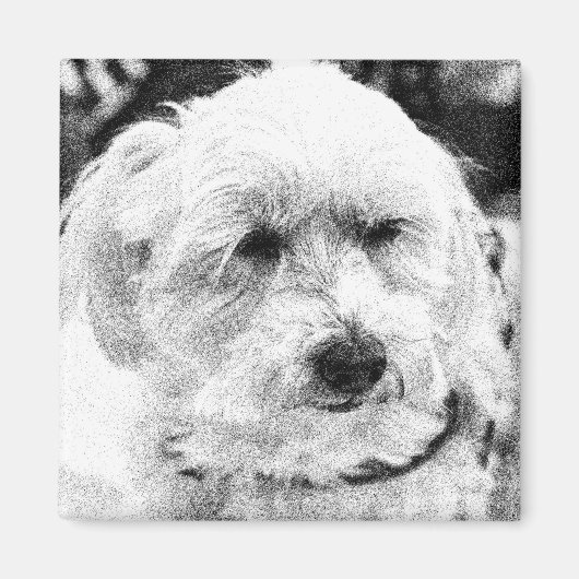Cute Bichon Dog Face Sketch Favoriete Breedte Magneet (Voorkant)