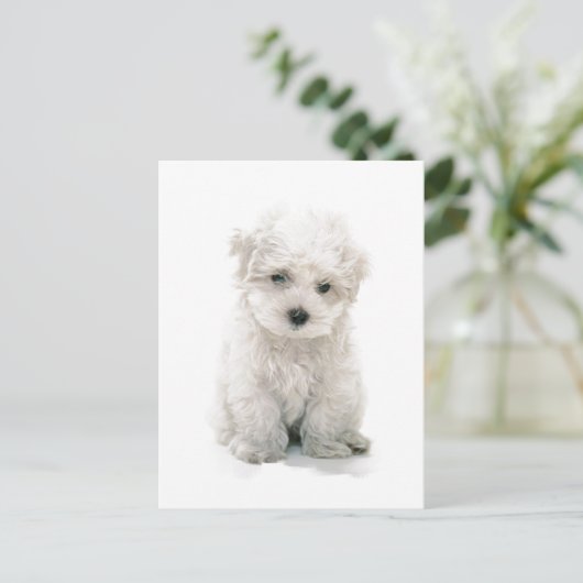 Cute Bichon Frise Briefkaart (Staand voorkant)