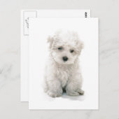 Cute Bichon Frise Briefkaart (Voorkant / Achterkant)