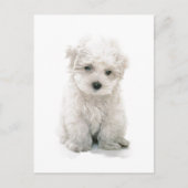 Cute Bichon Frise Briefkaart (Voorkant)