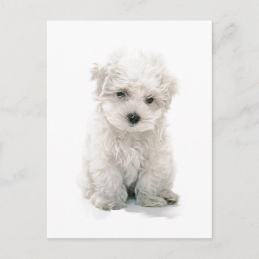 Cute Bichon Frise Briefkaart (Voorkant)