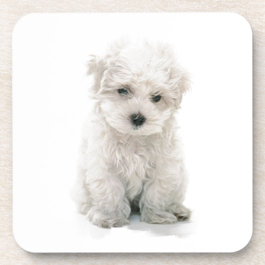 Cute Bichon Frise Cork Onderzetters (Voorkant)