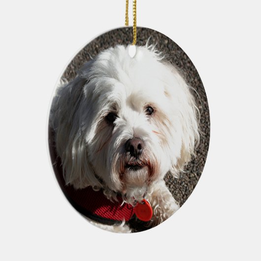 Cute bichon frise hond keramisch ornament (Rechts)