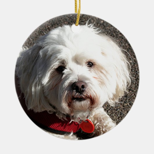 Cute bichon frise hond keramisch ornament (Voorkant)