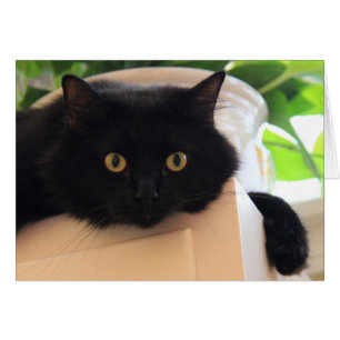 Cute Big Eyed Black Cat, blanco noten