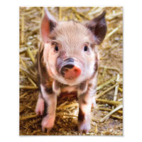Cute Biggetje Poster