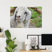 Cute Billy Goat Poster (Thuiskantoor)