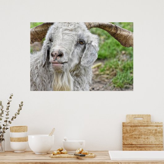 Cute Billy Goat Poster (Keuken)