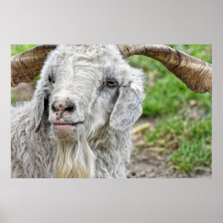 Cute Billy Goat Poster